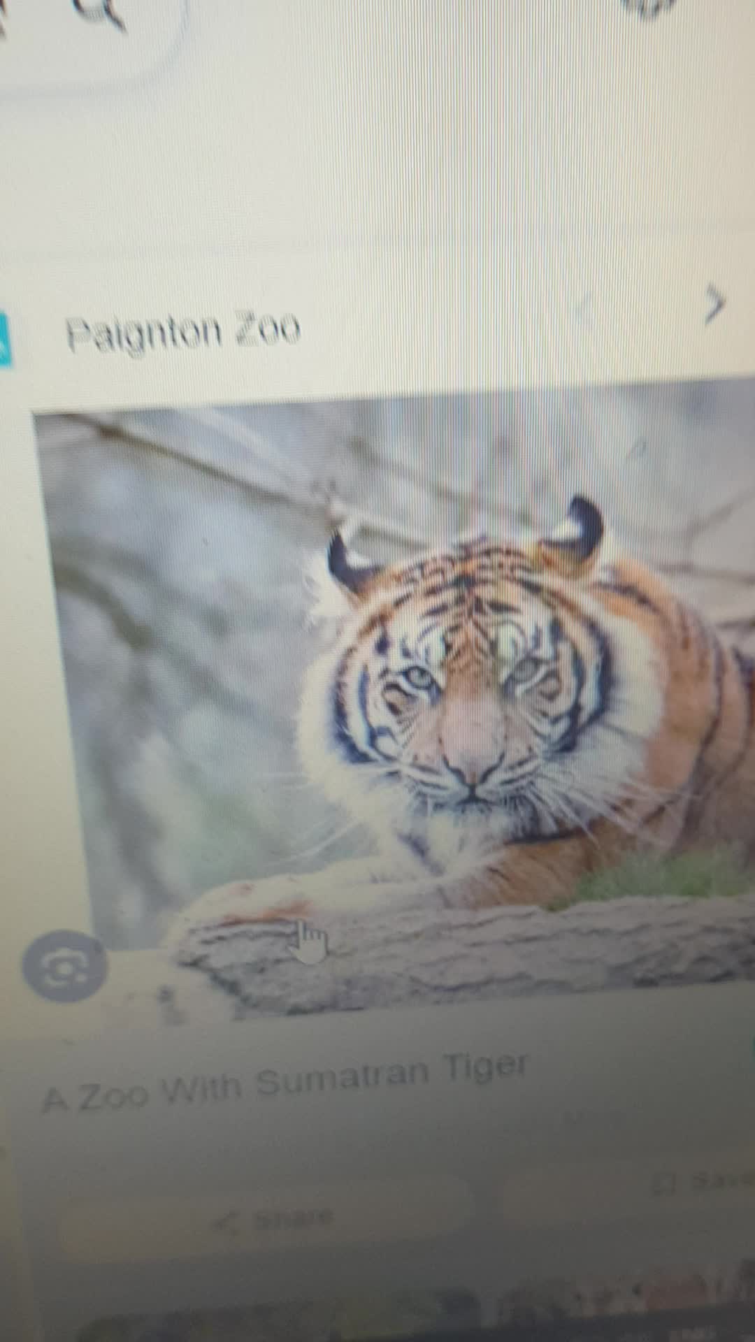 tiger is nice animal, u r goat